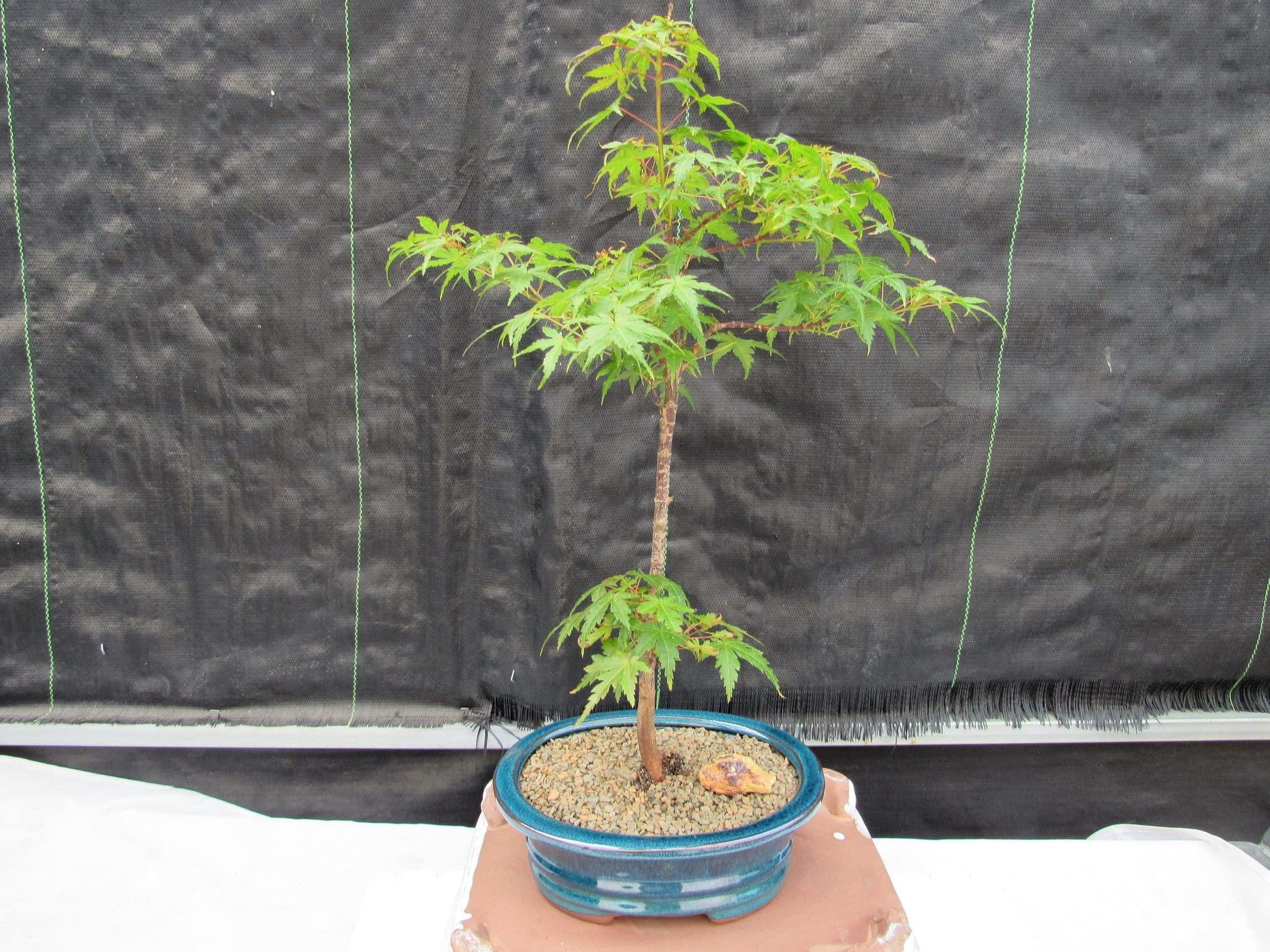 LOVE MY BONSAI Dwarf Green Japanese Maple Bonsai Tree