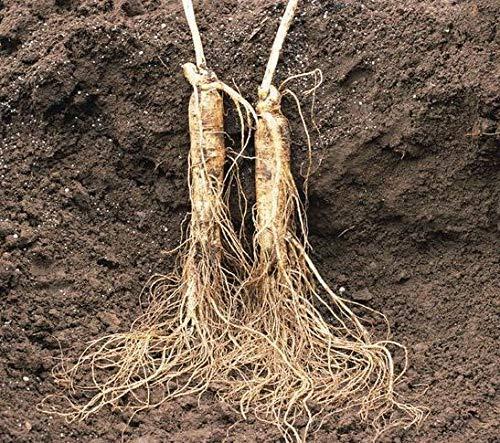 Herbal For Life By CH Connection American Ginseng from Wisconsin, Ginseng Root / Ginseng Slice / Ginseng Tea, 4 Ounce (Jumbo Long Roots)