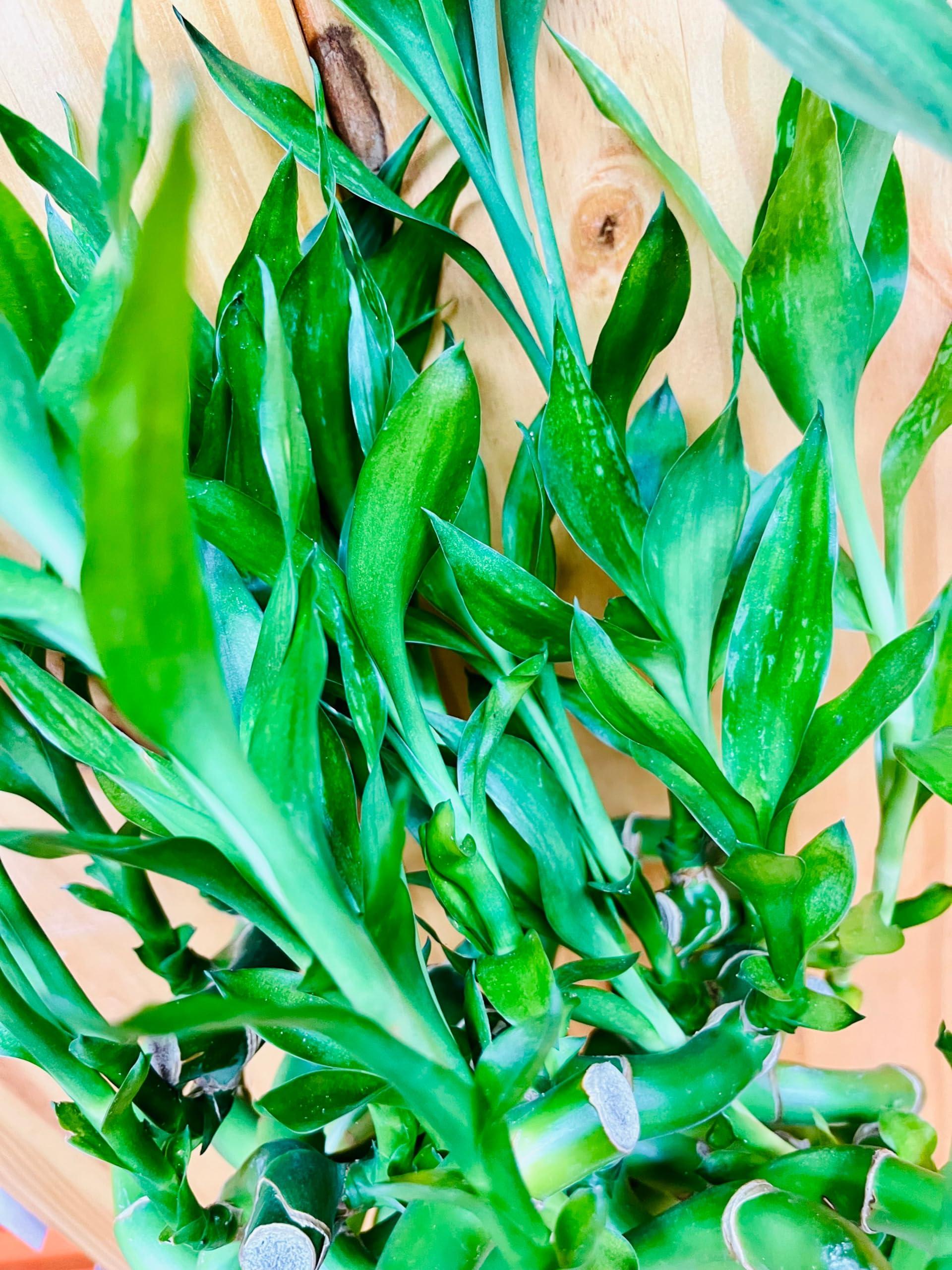 Generic Generic Live Lucky Bamboo 12 Spiral Shape Bamboo Plant 50 Unit, Green