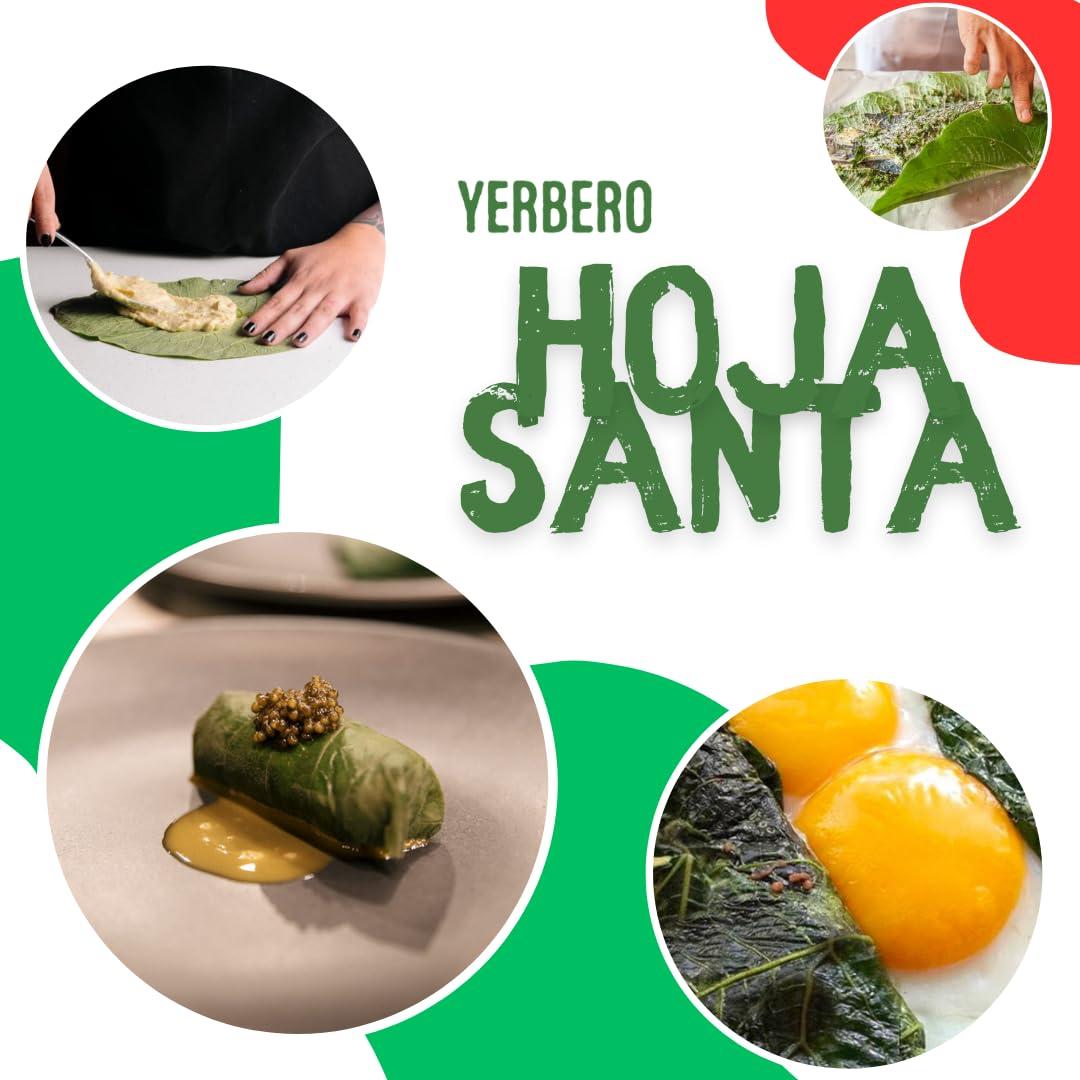 YERBERO Yerbero - Whole Premium Dried Hierba Santa Leaves 1.05 oz (30g) (25+ Leaves Per Bag) | Hoja De Hierba Santa Entera |100% Natural | Mexican Pepper Leaf Acuyo From Mexico | For use in Mexican Dishes, Tamales, Pozole, Carne Asada, Moles.