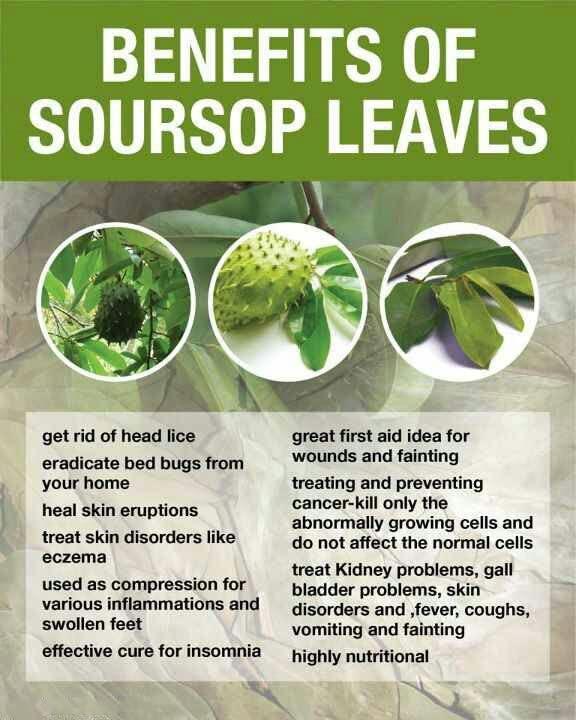 SHEOLANKA Dried Soursop Guanabana Graviola Guyabano (100 Leaves) Sugar/Caffeine/Gluten Free 100% Soursop Leaf by Sheolanka