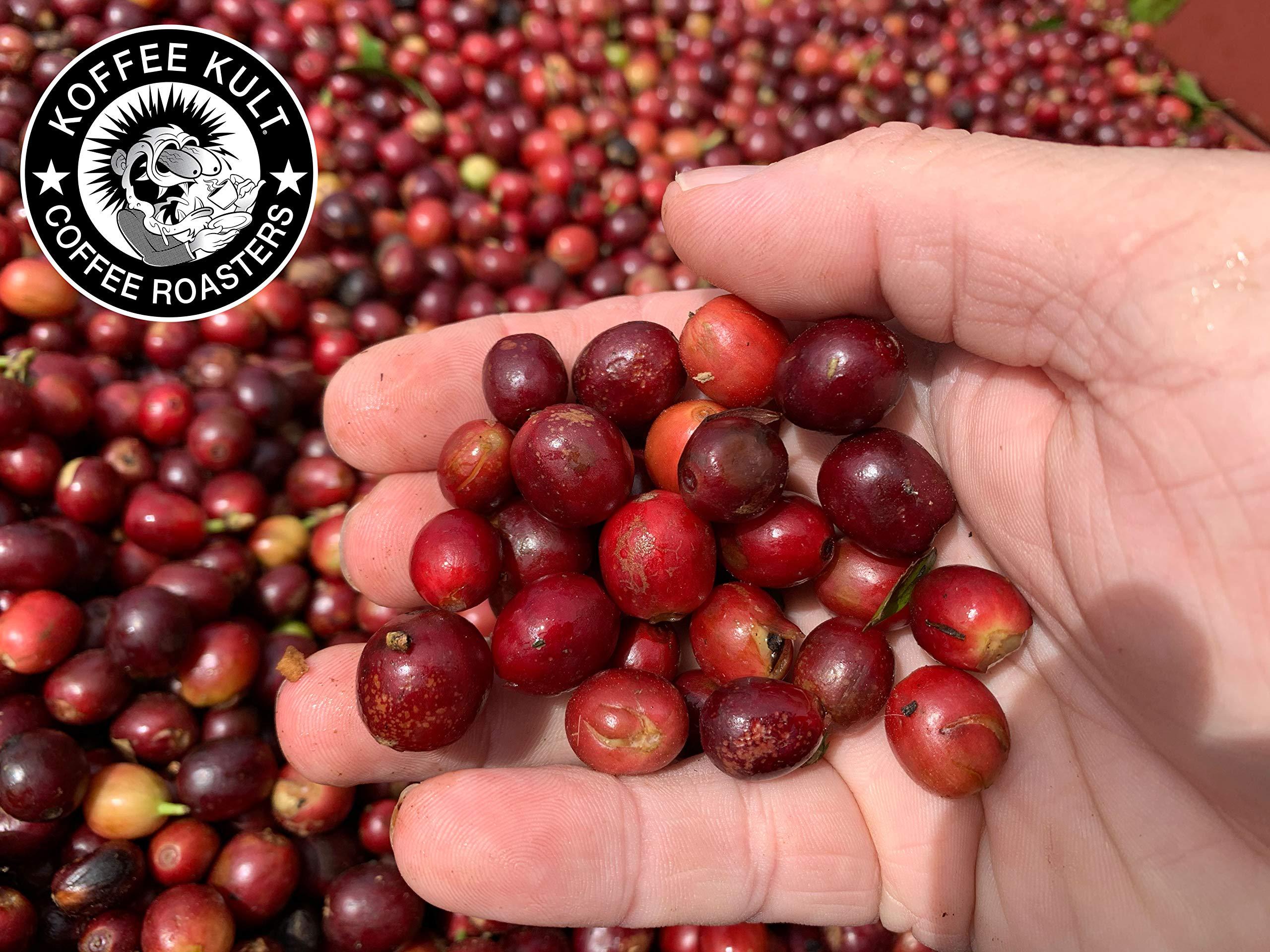 Koffee Kult Koffee Kult Thunder Bolt Coffee Super Dark Roast 100% Arabica Robust Blend of Colombian And Brazil (Ground, 12oz)