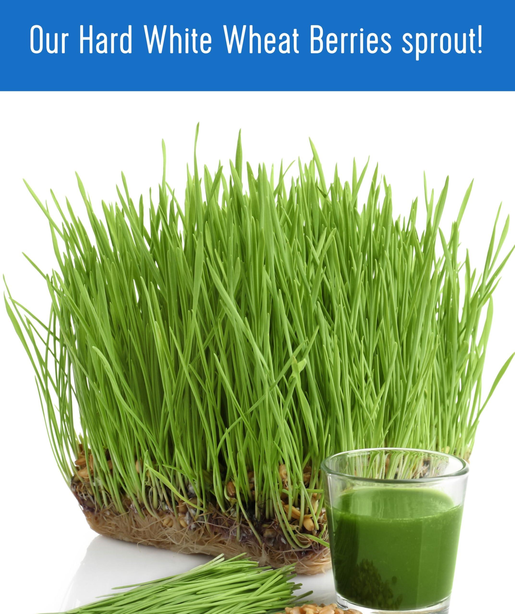 Palouse Brand Certified Glyphosate Residue Free Hard White Wheat Berries | 1 lb Pouch | 100% Non-Irradiated | Kosher Parve | USA Grown | Field Traced