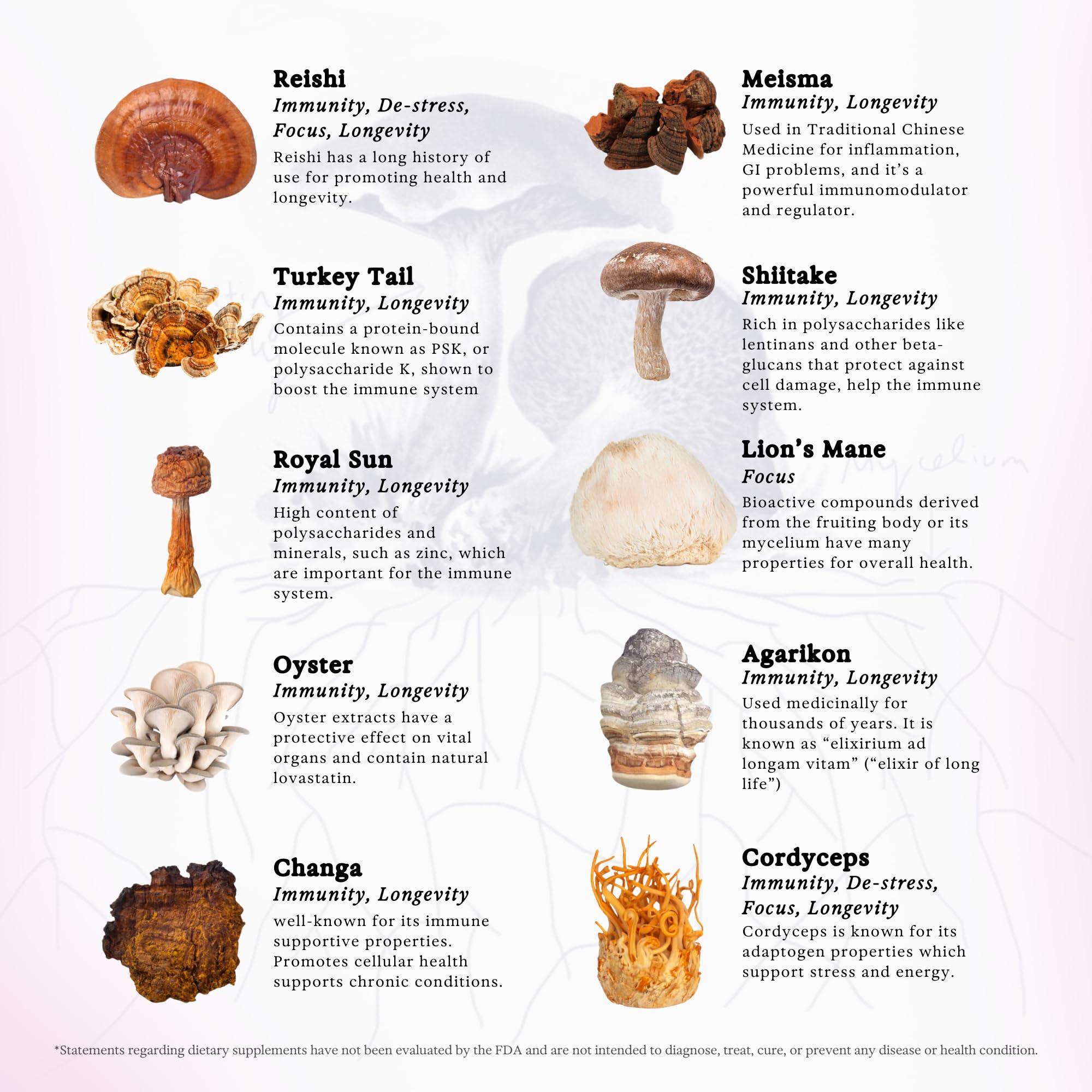 Rainbo Rainbo Mushroom Bundle, 11:11 Multi Mushroom Extract + Reishi Mushroom Tincture, Dual Extract Daily Mushroom Tinctures for Comprehensive Immune Support, Vegan Liquid Mushroom Supplements