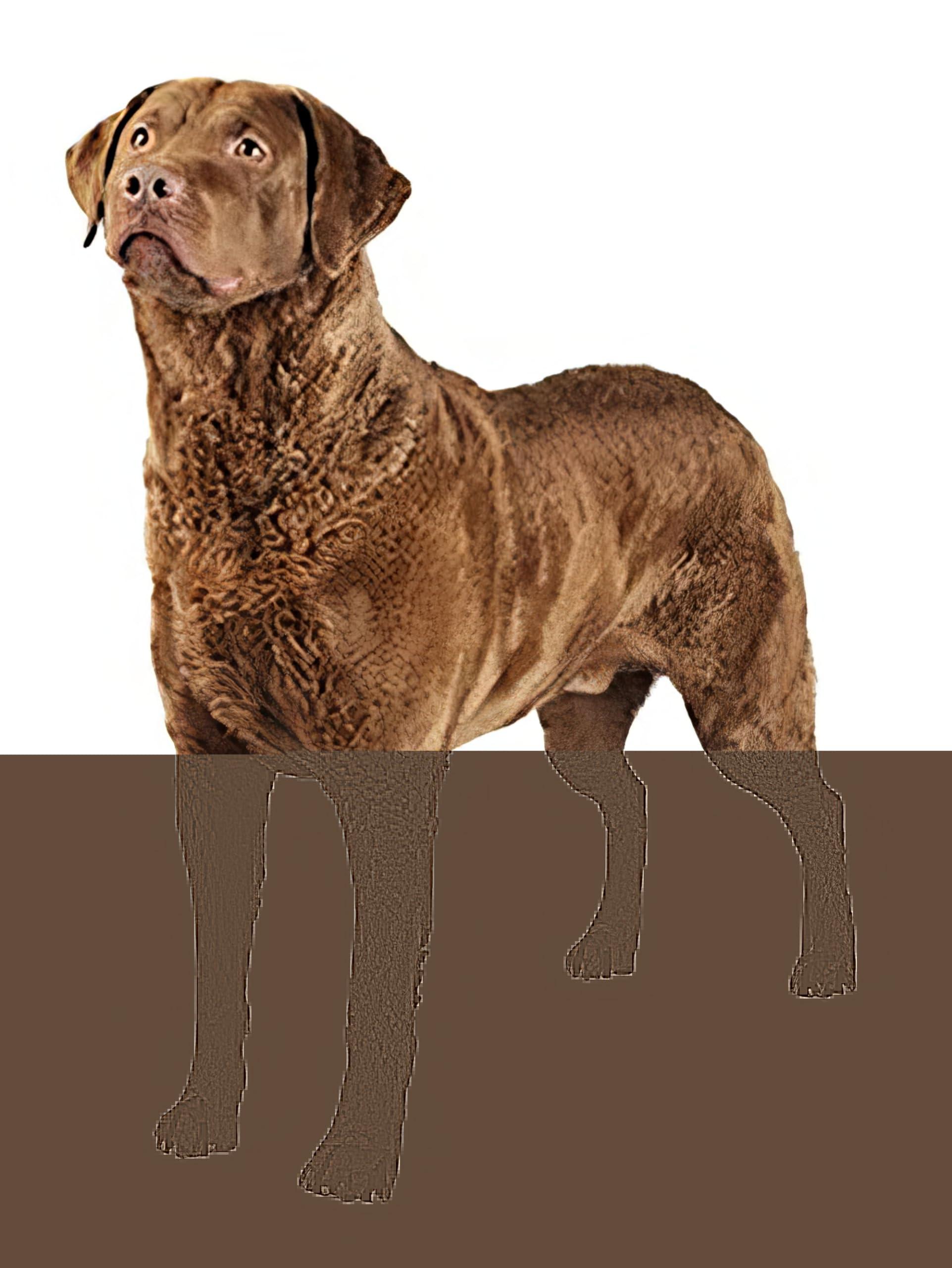 Art of Eric Gunty 8" Round - Chesapeake Bay Retriever - Edible Cake/Cupcake Party Topper - D20826