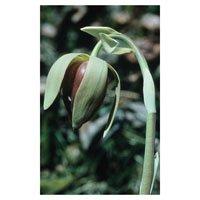 FLOWER ESSENCE SERVICES California Pitcher Plant Essence 7.40 Milliliters