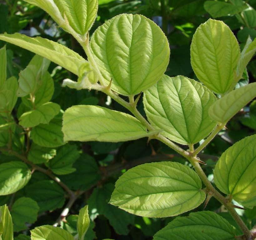 Kettle Brand Kettle Brand Potato Chips Sea Salt & Vinegar Kettle Chips, 13 Oz