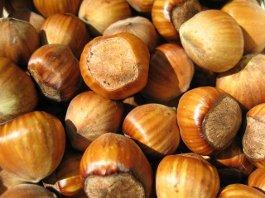 Treasured Harvest In Shell Filberts (Hazelnuts) - 25 lb.