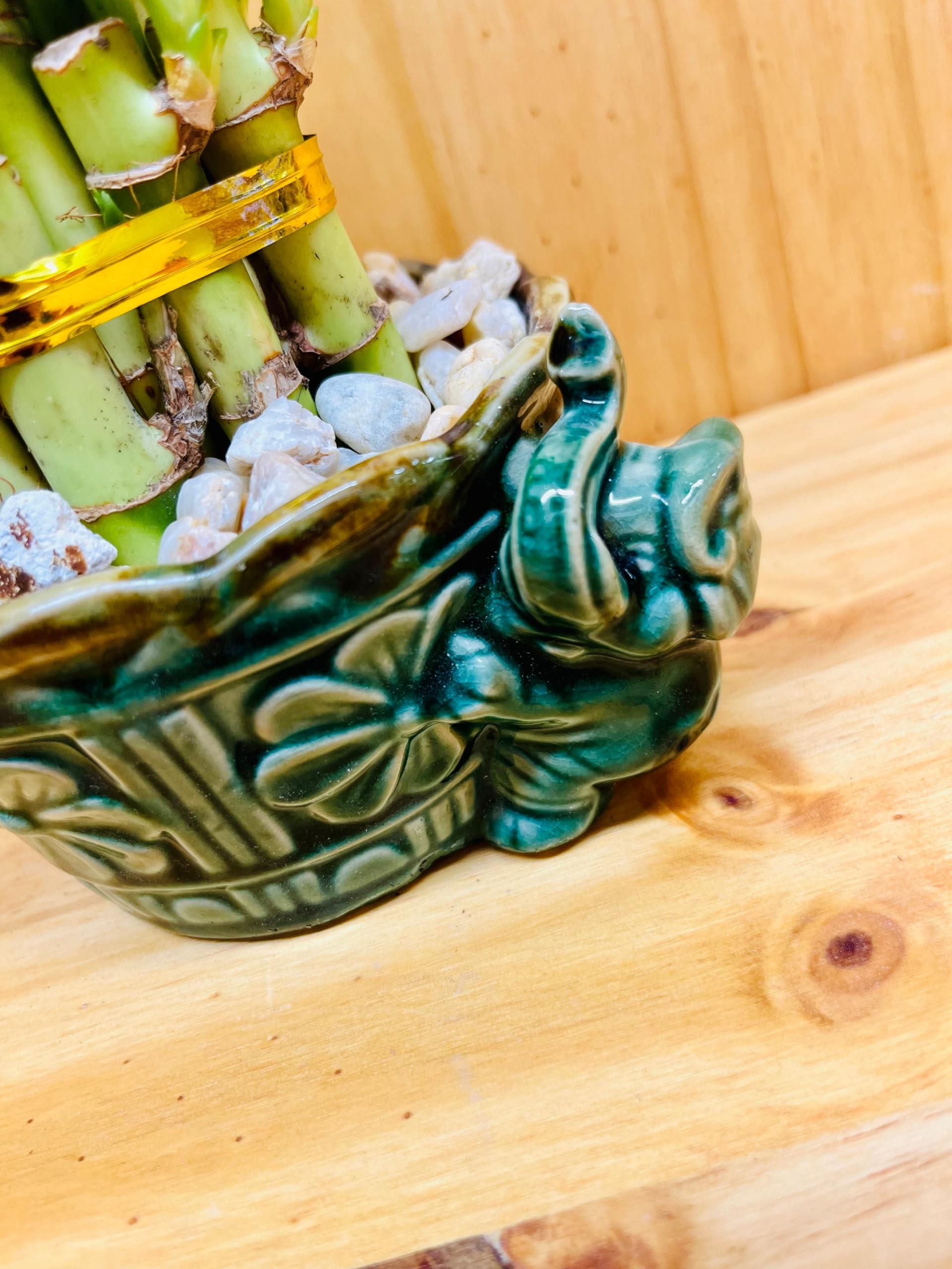 Generic Generic Live Lucky Bamboo Plant Two Tier Arrangements in Ceramic Vase One Elephant Head Ceramic Vase