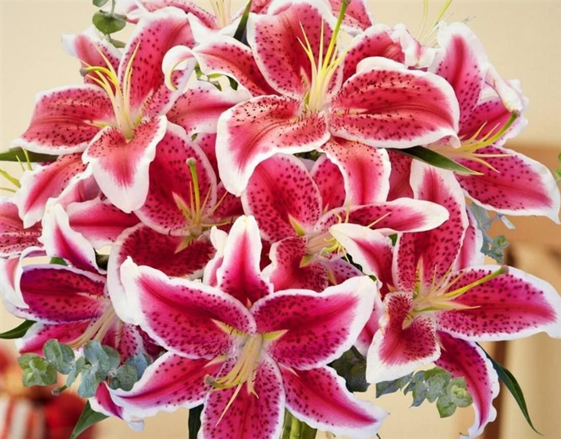 Stargazer Lilies (10) Stargazer Lilies, Large Flowering Bulbs, Fragrant & Beautiful Flowers