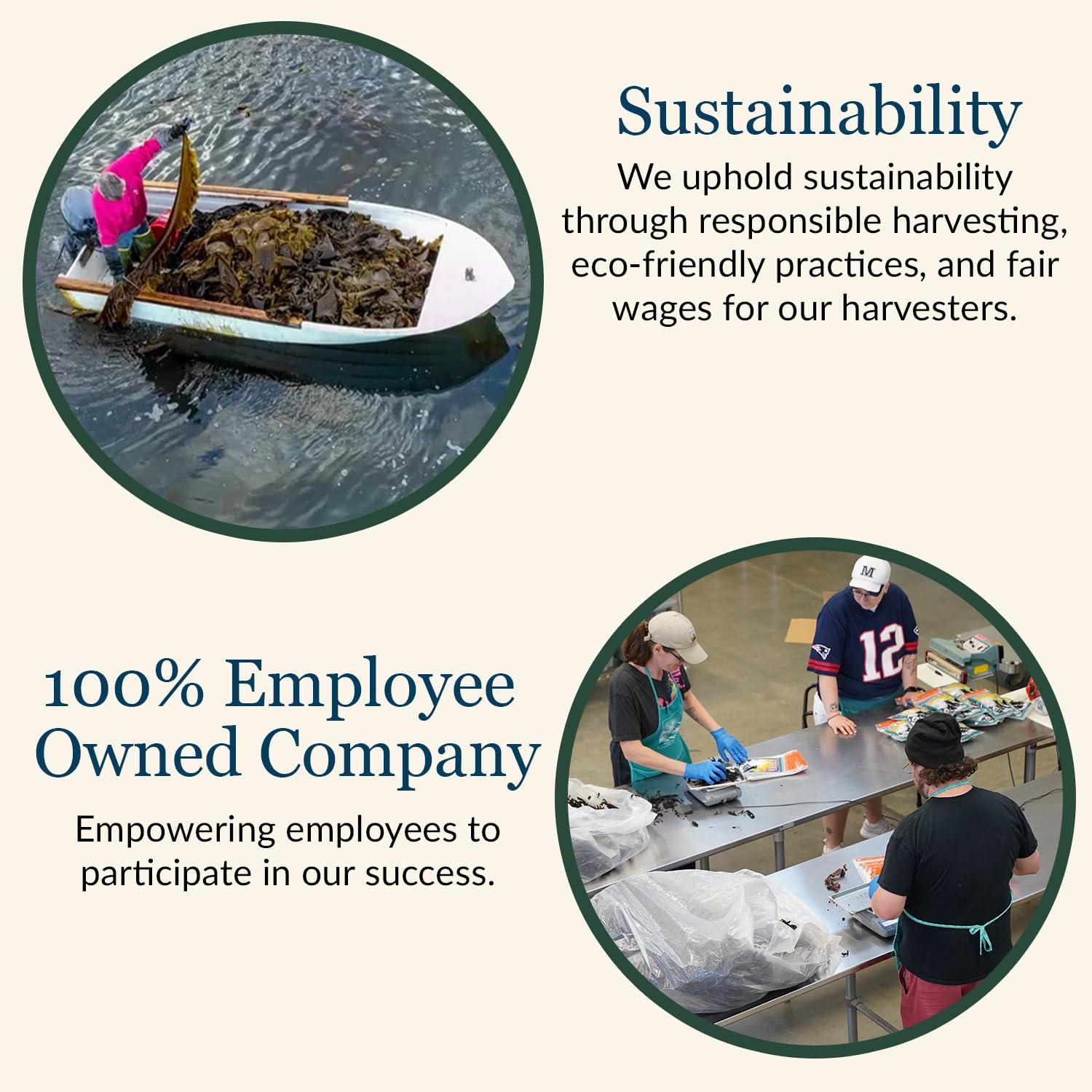 Maine Coast Sea Vegetables Maine Coast Sea Vegetables Dulse, Wild Atlantic Sea Vegetable, 2-Ounce Package (Pack of 6)