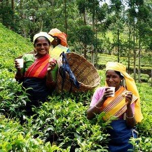 Dilmah Dilmah | Luxury Wooden Presenter | Tea Chest | Tea Display | Founders Reserve | 9 Slot Display | Holds 45 Tea Sachets | Tea Included