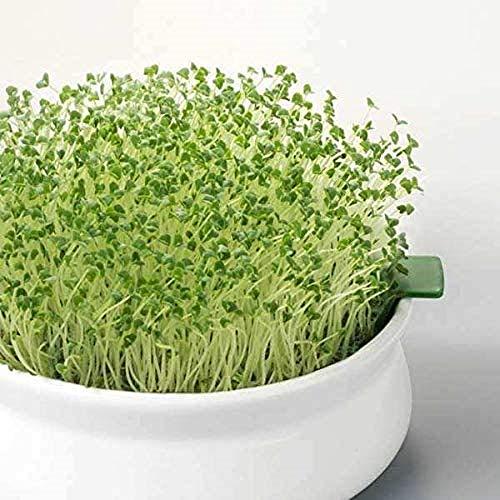 COUNTRY CREEK ACRES GROWING IS IN OUR ROOTS 2 oz Chia Seed, Chia Seeds, Microgreen, Sprouting, Non GMO - Country Creek Acres Brand - High Germination- Edible Seeds, Gardening, Hydroponics, Growing Sprouts, Juicing