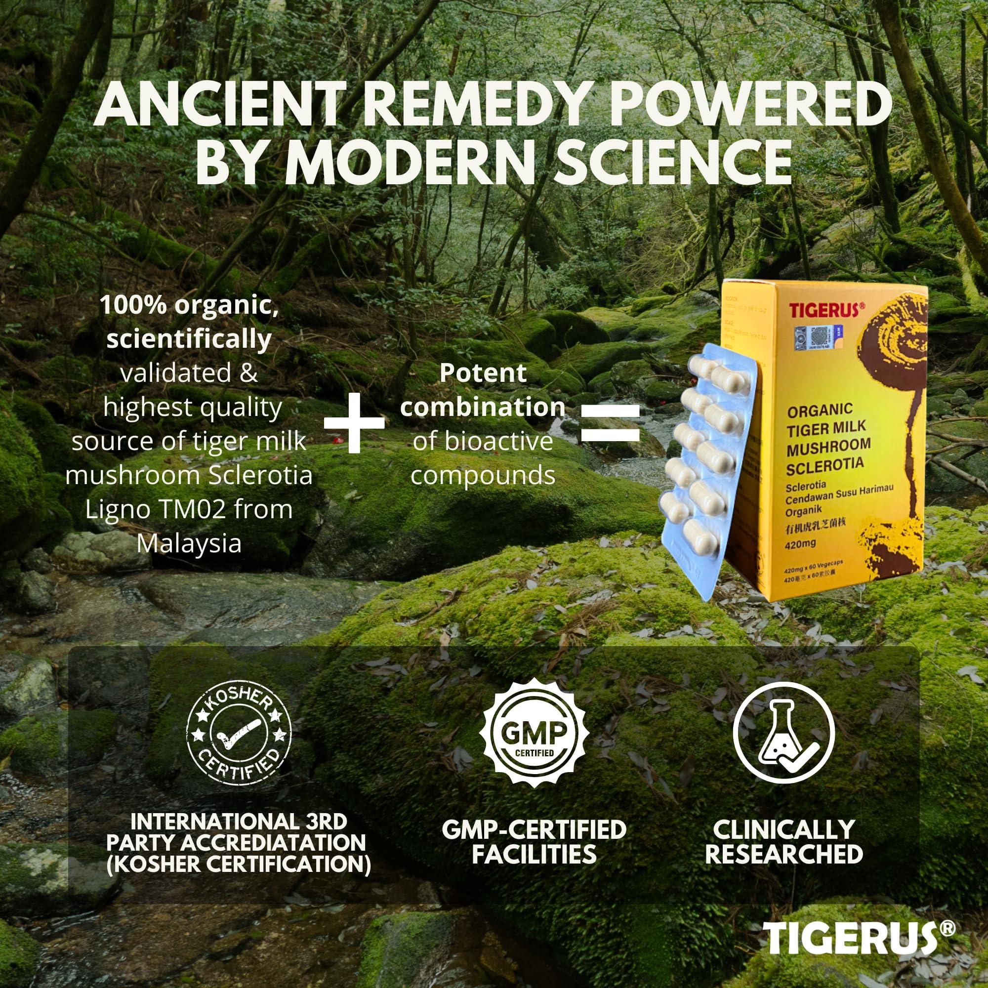 TIGERUS TIGERUS Tiger Milk Mushroom (LiGNO TM02 Lignosus rhinocerus Sclerotia) Malaysia, Lung Respiratory Immune Support 420mg x 60 vegecap