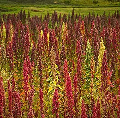 PRIMAL HARVEST Organic Whole Grain Royal Quinoa Red no-GMO Gluten Free Bulk (2LB)