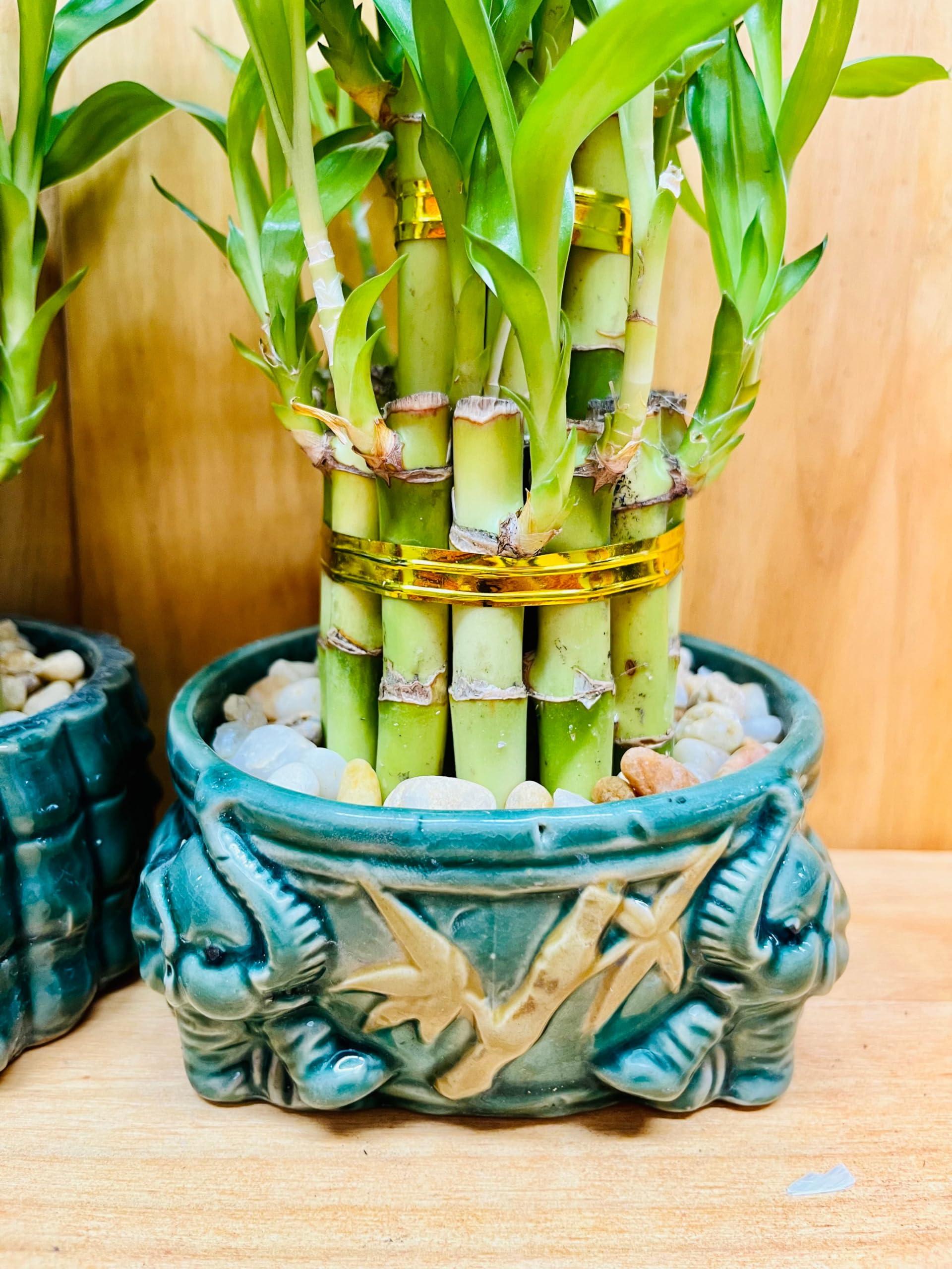 Generic Generic Live Lucky Bamboo Plant Two Tier Arrangements in Ceramic Vase One Elephant Head Ceramic Vase