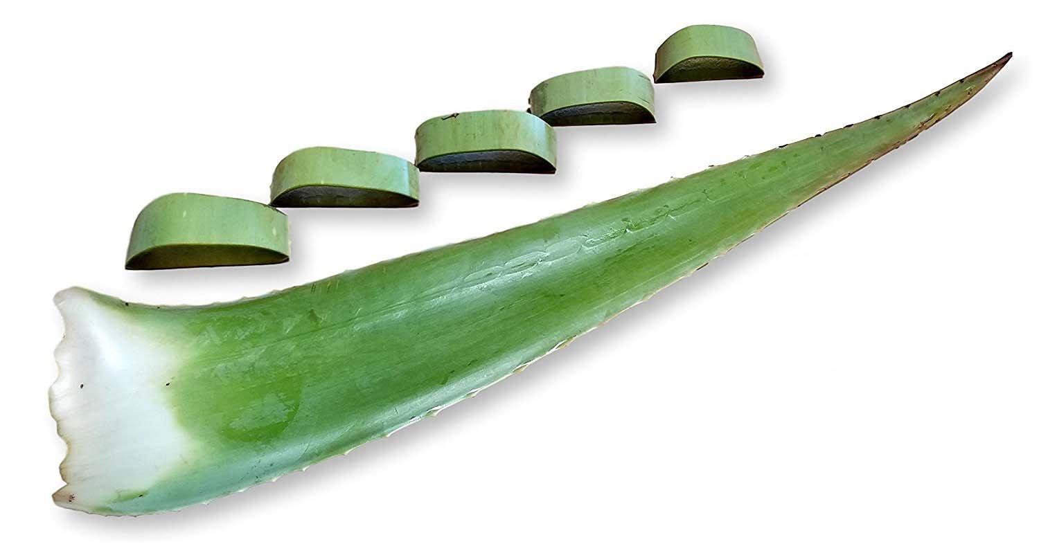 Barbadensis 3 Pounds Organic Extra Large Aloe Vera Barbadensis Green Leaves