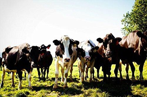 Tillamook Tillamook Sharp Cheddar Thick Slices 12 ct