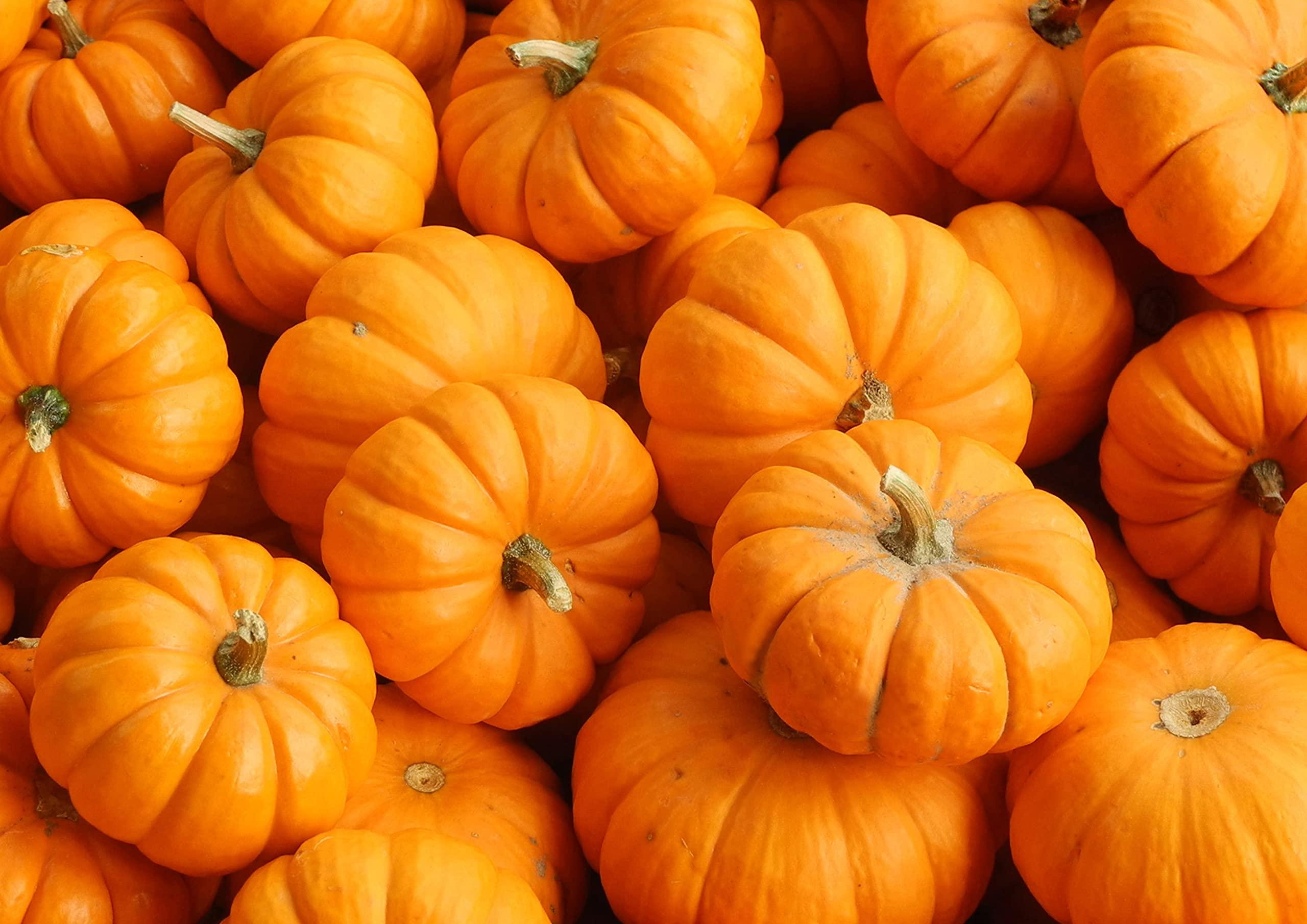 Food to Live Food to Live Organic Pumpkin Fruit Powder Non-GMO, Milled Dried Pumpkin, 100% Pure, No Additives, Vegan, Rich in Fiber, Beta-Carotene, B Vitamins. Great for Pumpkin Latte, Baking, Porridge, Soup