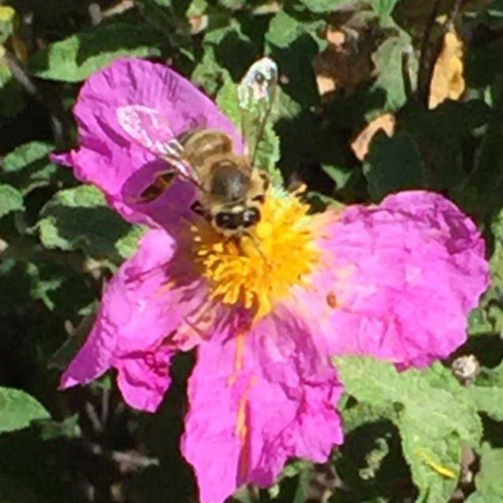 Generic Ikaria Greek Thyme Honey, Raw, Unheated, Unfiltered, and Unpasteurized Greek Honey from Greece with Adaptogenic Properties, No Added Sugar, 250g