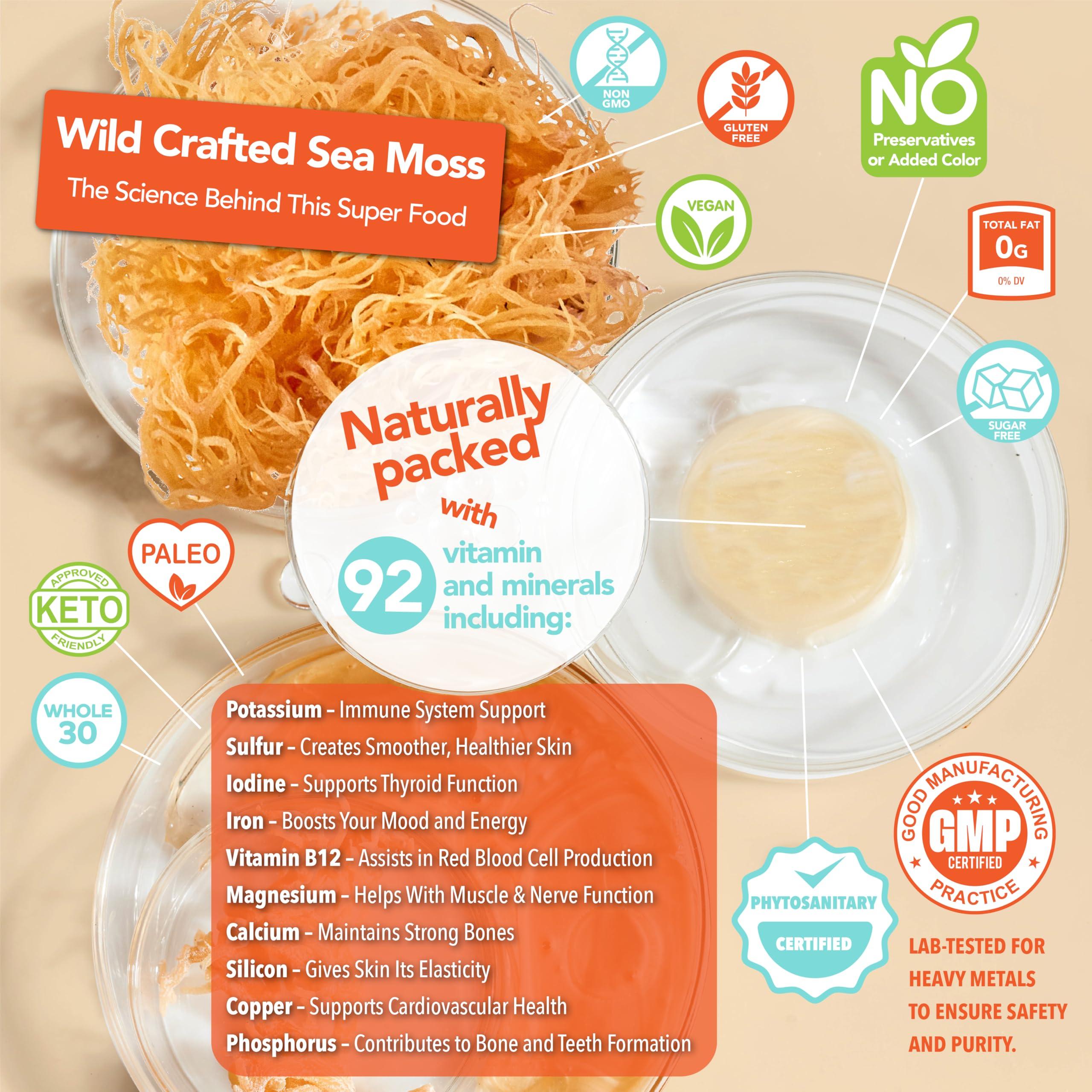 EverSmith Organics EverSmith Organics Irish Sea Moss | Makes 160oz of Gel | Gold Sea Moss | Sea Moss from St. Lucia | Seamoss Raw Superfood | Dried Sea Moss | Wildcrafted Sea Moss (2 OZ Bag)