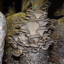 Willow Mountain Mushrooms Mushroom Lovers Multi Kit ~ One Each ~ Button, Crimini and Oyster ~ EASY to Grow!!