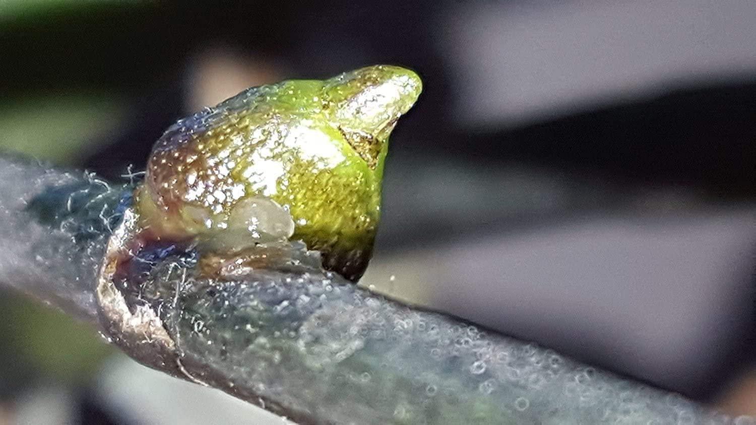 SMEREKA ELIT Orchid CLON+ Cytokinin Keiki Cloning Paste for Burgeon Awakening - Bloom Booster with Vitamins B1 and B6 (10 ml)