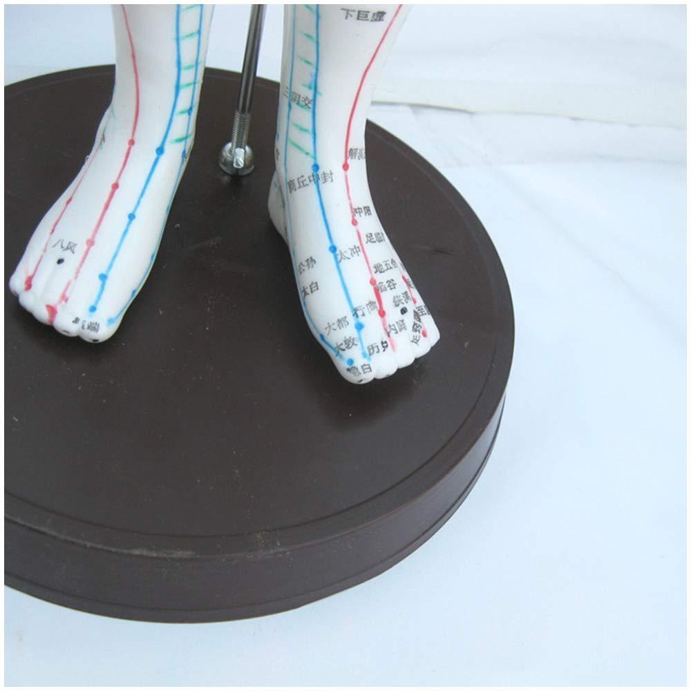 KH66ZKY KH66ZKY Human Acupuncture Point Model Chinese Medicine for Body Massage Twelve Meridians Moxibustion Studying Medical Educational Training Aid,Female