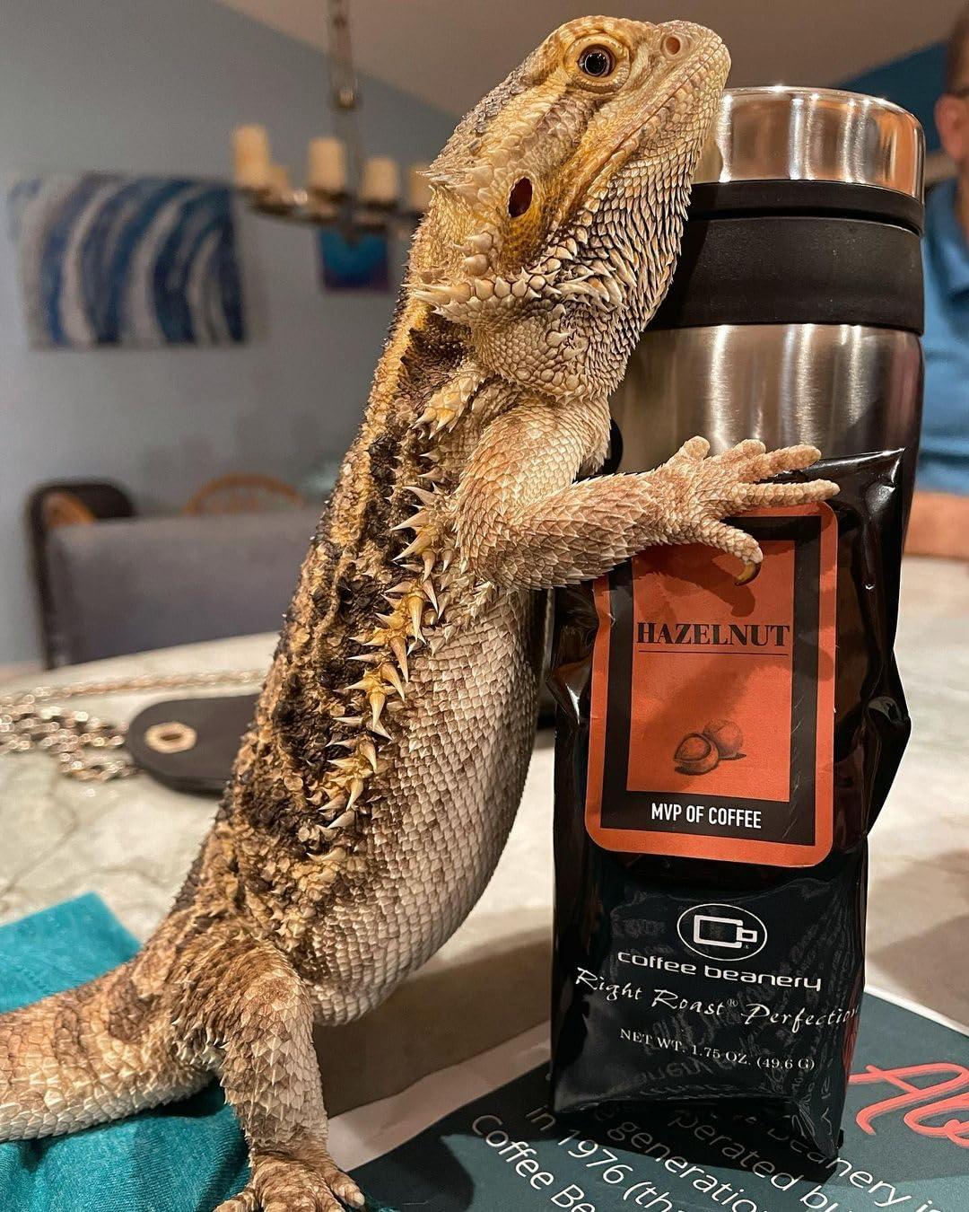 Coffee Beanery Coffee Beanery Hazelnut Flavored Coffee, 1-1.75oz Try Me Size Coffee Sampler, Light-Medium Roast