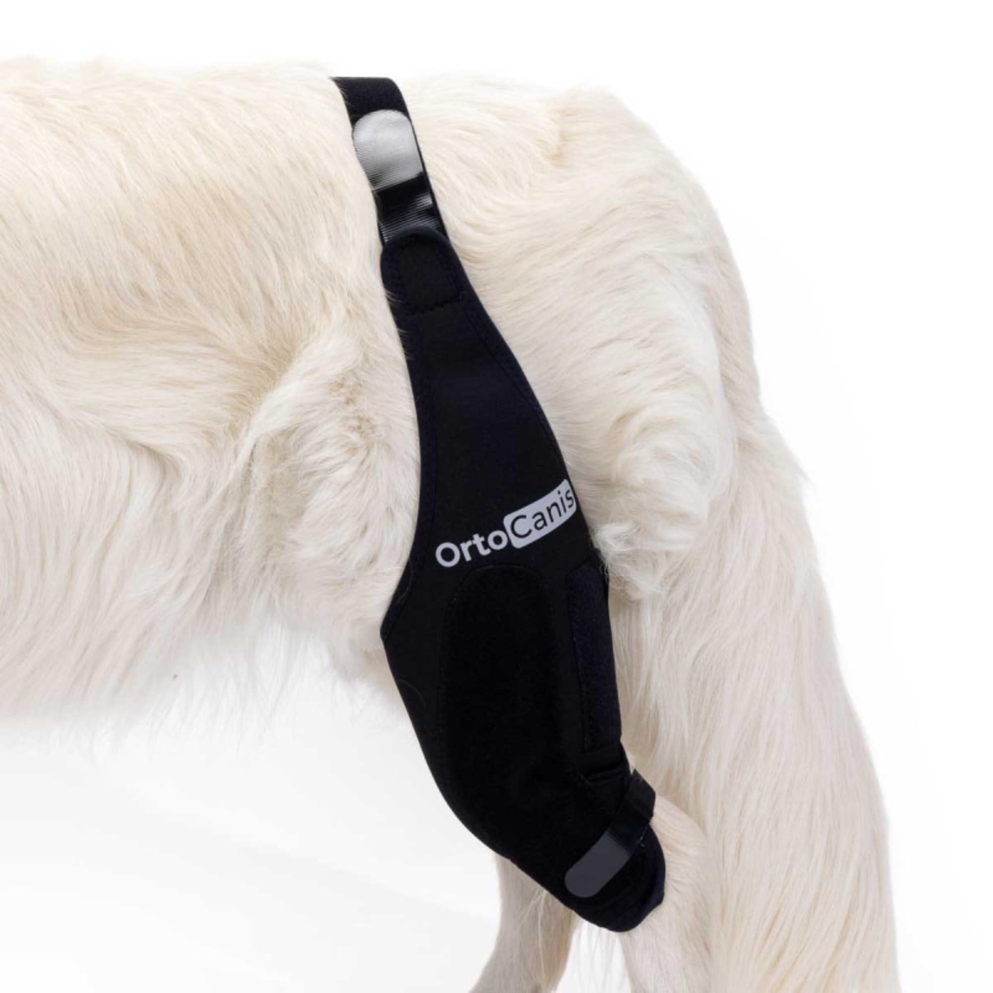 Ortocanis Ortocanis Dog Knee Brace for Torn Acl Hind Leg, Ligament Rupture and Patella Luxation - Dog Acl Knee Brace - Dog Braces for Back Leg for Support - Dog Back Leg Support Brace (Size Mini, Left Leg)