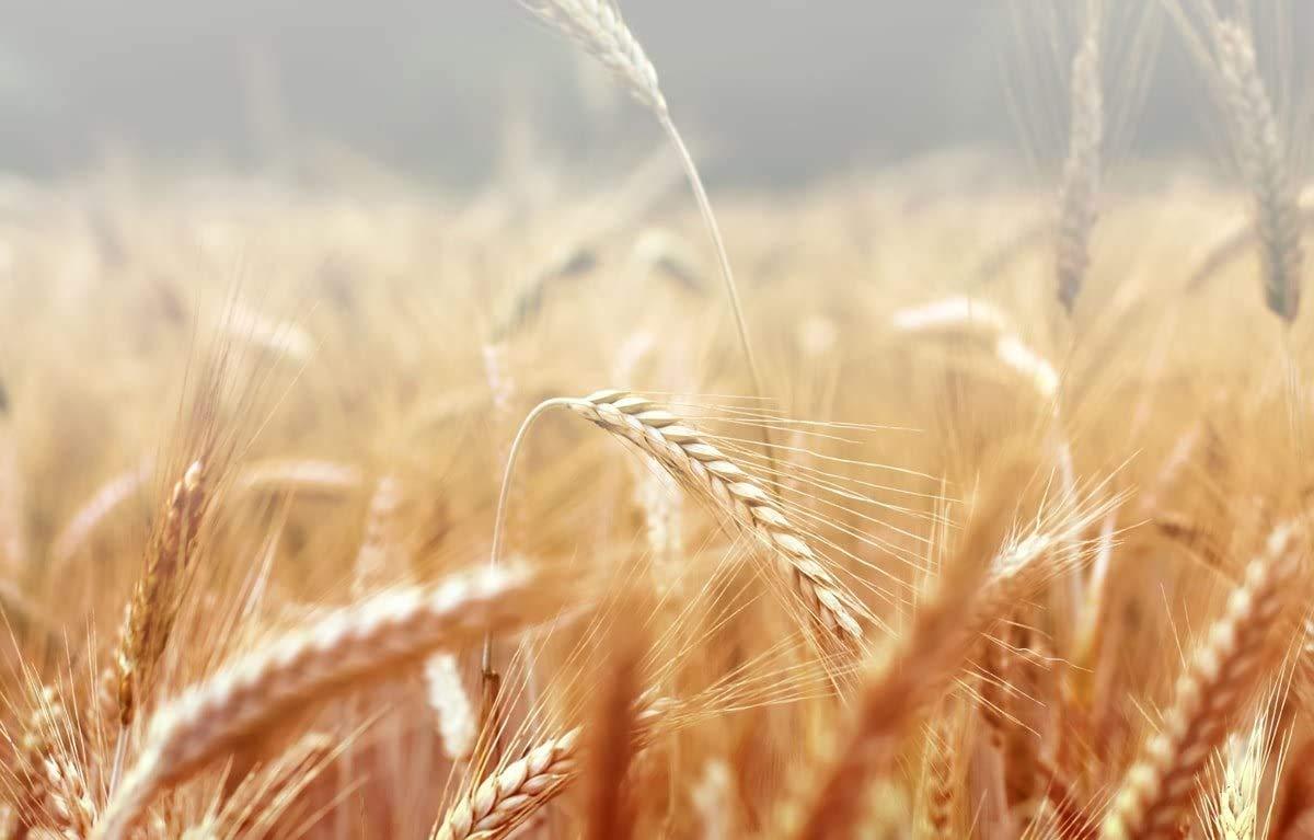 Food to Live Food to Live Organic Dark Rye Flour, 12 Pounds Whole Grain, Non-GMO, Stone Ground, Kosher, Raw, Vegan, Bulk, Great for Baking Bread, Product of the USA