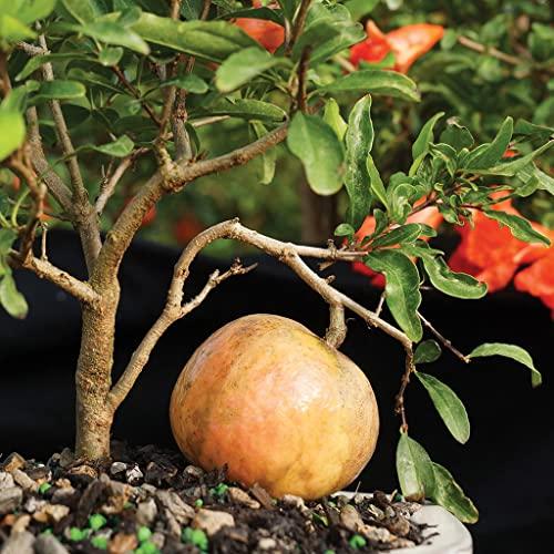 Brussel\'s Bonsai Brussel\'s Bonsai Live Pomegranate Outdoor Bonsai Tree-3 Years Old 6\" to 10\" Tall with Decorative Container, Medium