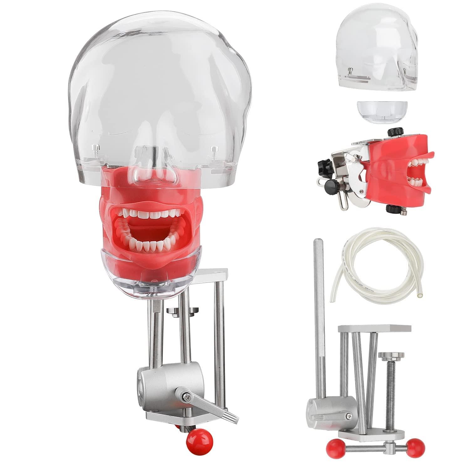 faruijie faruijie Dental Simulator Mannequin Head - Typodont Teeth Model Phantom Head Training Manikin with Bench Mount Fixed on Desk for Dental Schools Education Practical Demonstration