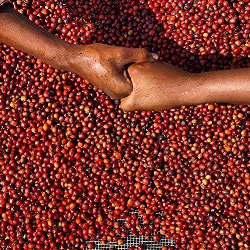 Red Bay Coffee Red Bay Coffee Brazilian Cake Lady - Medium Roast Coffee Beans - Whole Bean Coffee - Brazilian Coffee Beans - 5 LB Resealable Bag of Whole Bean Coffee