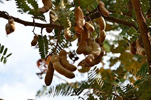 JOHNLEEMUSHROOM DISTRIBUTE 4 Pound (1816 grams) Sweet tamarind dried fruit from Yunnan China