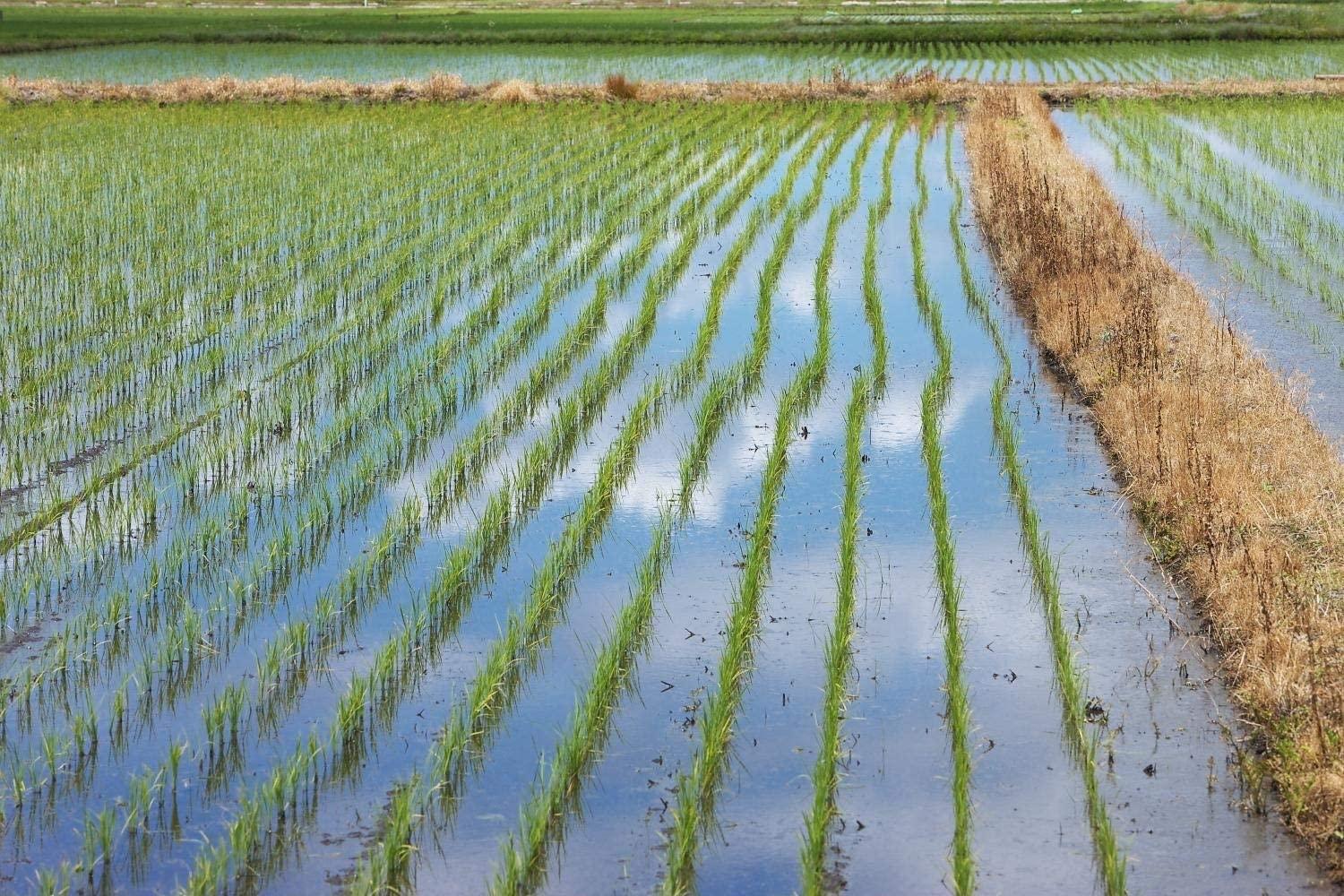 WagyuMaster Japan Top Ranking Ultra Premium Yamagata Yukiwakamaru, Milled Short Grain White Rice [100% Japan Rice] Special Corp, Japanese Extremely Rare - 11 Pound