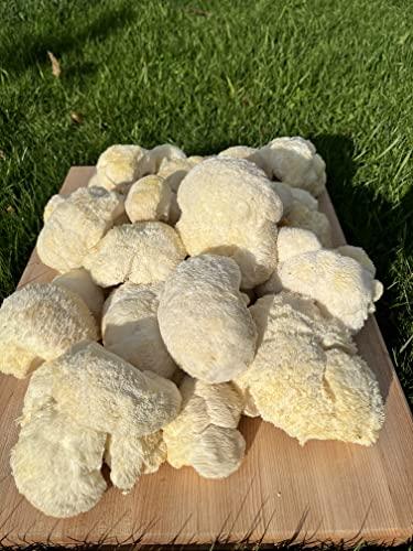 Meteor Mushrooms Lions Mane Mushrooms ~ dried pieces