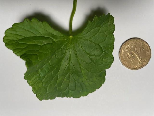 Maui Medicinal Herbs Gotu Kola \" Brahmi \" Leaf Plus \"Mauifarmacy Grown\" 3/4 oz. Leaves for Tea - USA