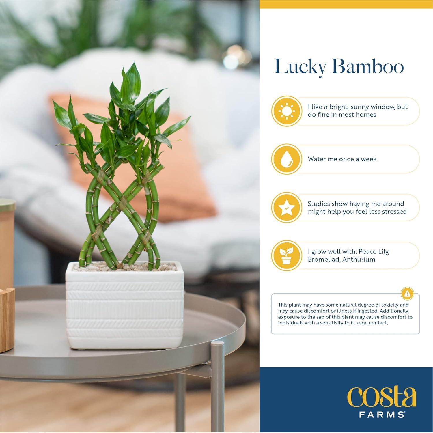 Costa Farms Costa Farms Lucky Bamboo Plant, Easy to Grow Live Houseplant in Indoor Bamboo Pot, Potting Mix, Grower\'s Choice, Birthday Gift, Home, Office, Plant Shelf Zen Room Decor, 12-Inches Tall