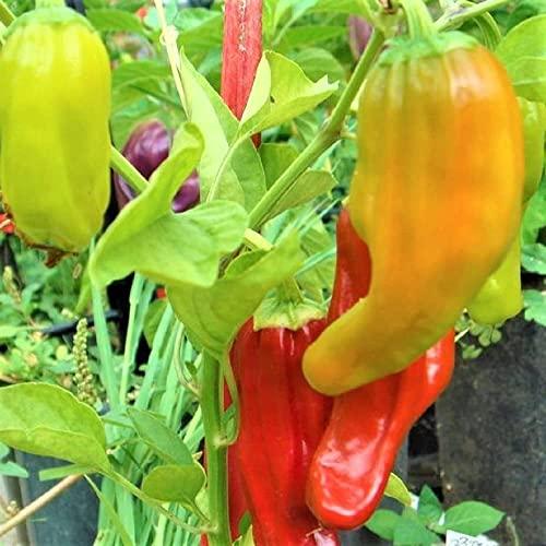 COUNTRY CREEK ACRES GROWING IS IN OUR ROOTS Santa Fe Grande Pepper Seeds - 100 Count Seed Pack - Non-GMO - A Sweet, mild, Somewhat Smoky Pepper Used in salsas, sauces, Salads and Much More. - Country Creek LLC