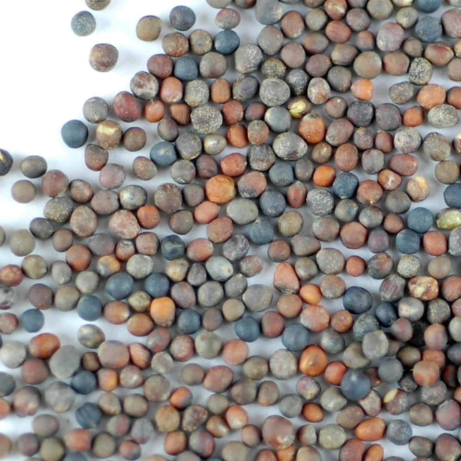 Handy Pantry Organic Broccoli Sprouting Seeds by Handy Pantry | 4 oz. Resealable Bag | Non-GMO Broccoli Sprouts Seeds, Contain Sulforaphane