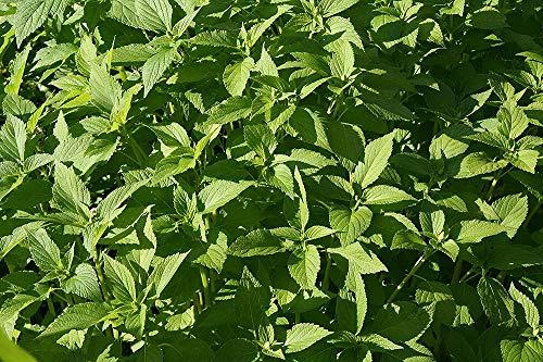 COUNTRY CREEK ACRES GROWING IS IN OUR ROOTS 2 oz Chia Seed, Chia Seeds, Microgreen, Sprouting, Non GMO - Country Creek Acres Brand - High Germination- Edible Seeds, Gardening, Hydroponics, Growing Sprouts, Juicing