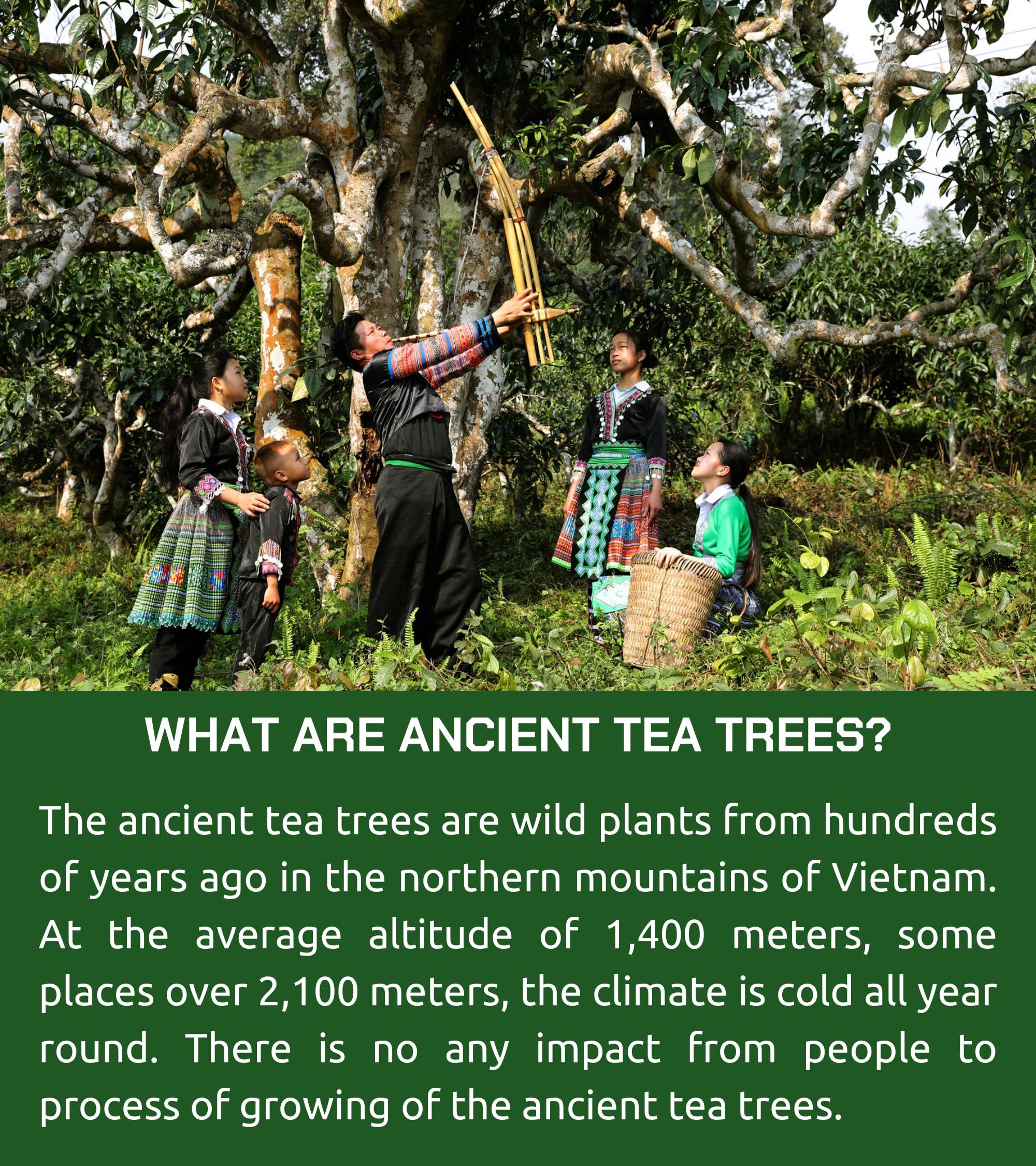 VIXI VIXI White Tea Bags, 80 Counts, Vietnam\'s Mountain Tea, Peony, Te Blanco, Flavored, Good Earth, Aroma, Caffeinated, Tagless, 100% Natural for Hot, Iced and Cold Brew