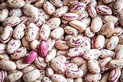 Singh Farms Bulk Dry Cranberry Beans 10 Pounds