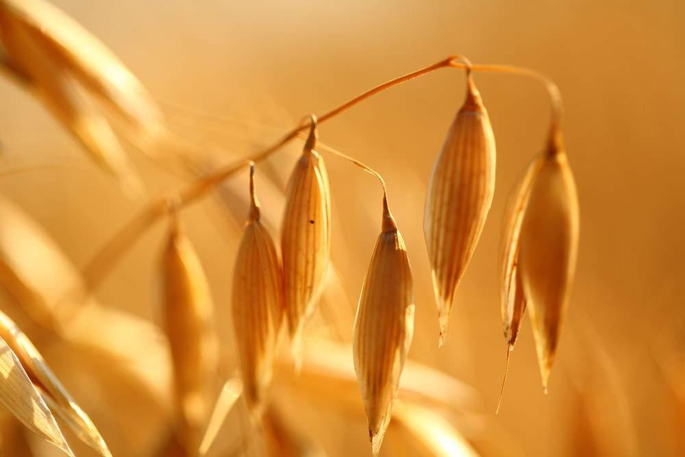 Food to Live Food to Live Organic Steel Cut Oats, 3 Pounds 100% Whole Grain Irish Oats, Non-GMO Cereal, Non-Irradiated, Vegan, Bulk, Product of the USA