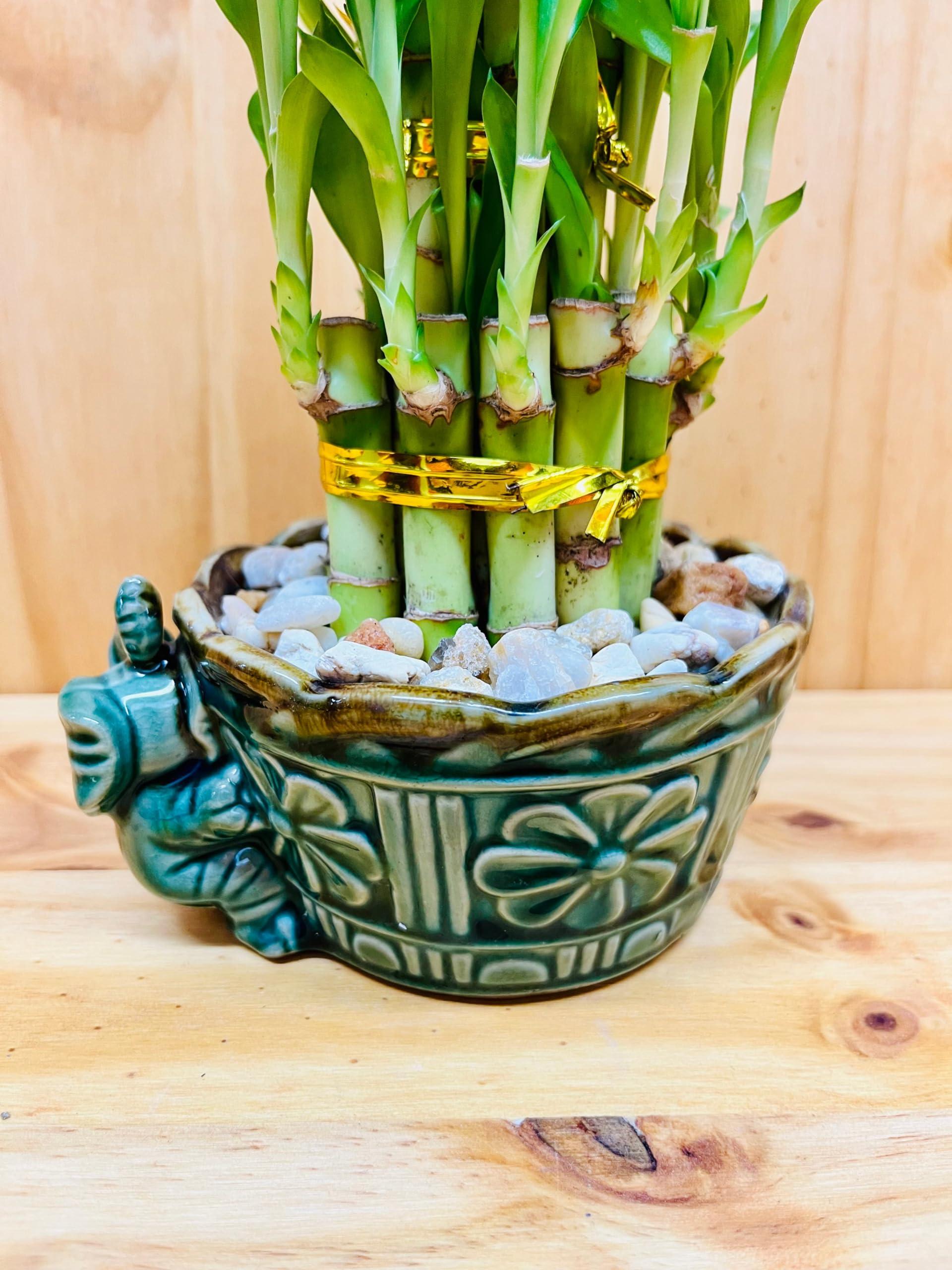 Generic Generic Live Lucky Bamboo Plant Two Tier Arrangements in Ceramic Vase One Elephant Head Ceramic Vase