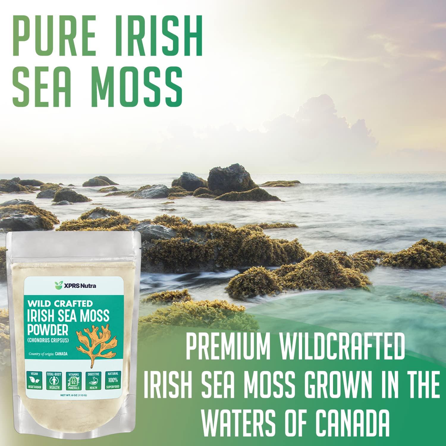 XPRS Nutra XPRS Nutra Irish Sea Moss Powder (Chondracanthus Chamissoi) - Premium Wildcrafted Seamoss Powder for Glowing Skin - Total Body Health Sea Moss Drink Powder - Vegan Friendly Irish Moss Powder (4 oz)