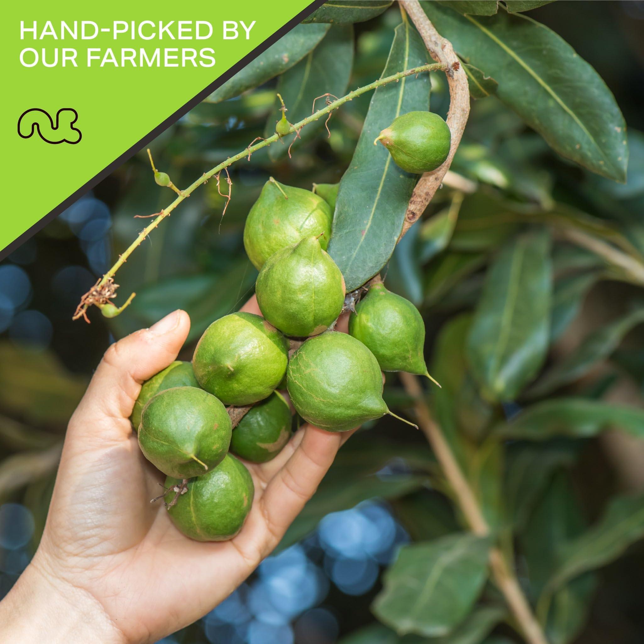 Nut Cravings NUT CRAVINGS - Roasted & Salted Macadamia Nuts - No Shell, Whole (16oz - 1 LB) Bulk Nuts Packed Fresh in Resealable Bag - Healthy Protein Food Snack, All Natural, Keto Friendly, Vegan, Kosher