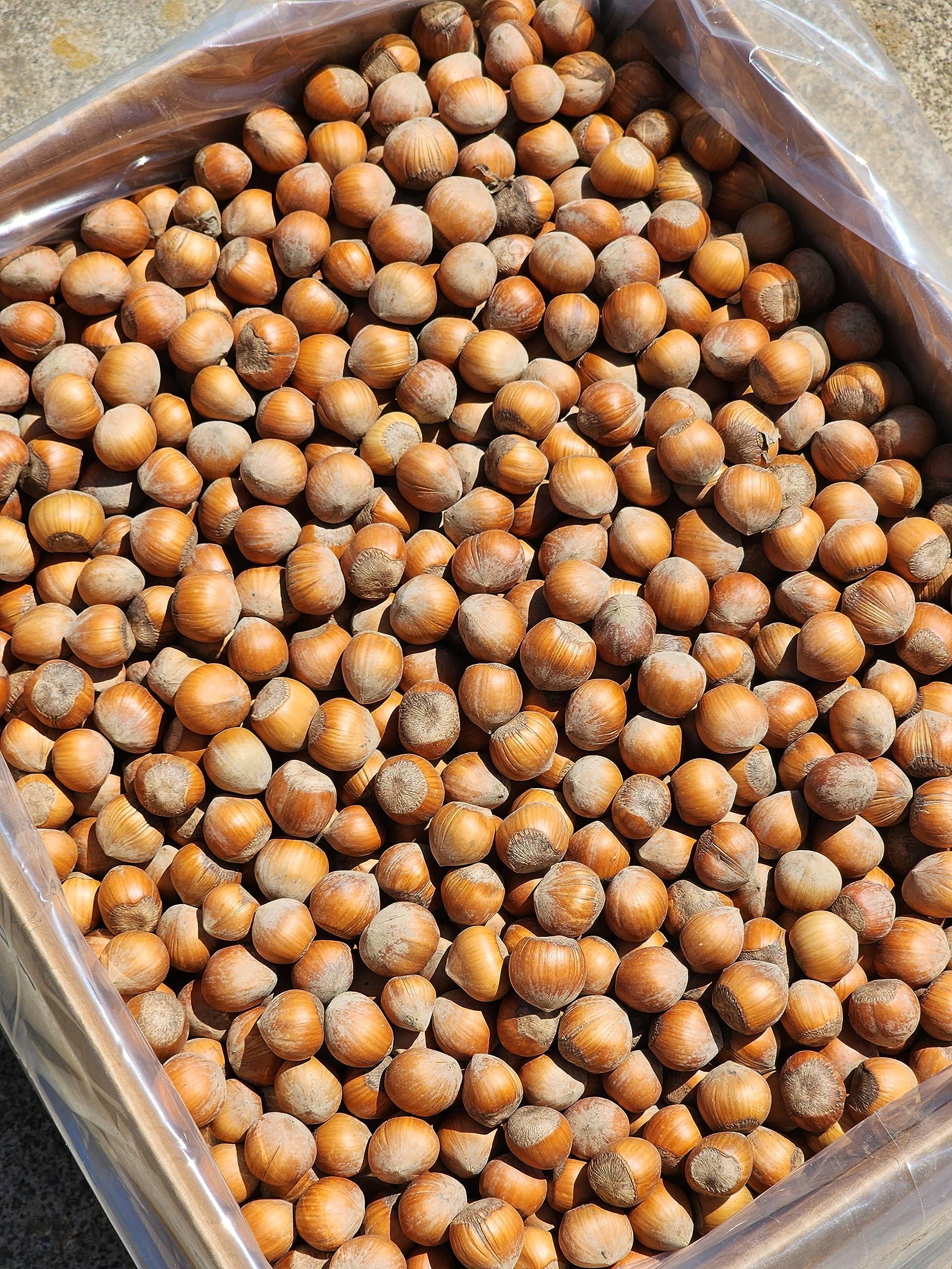 Generic Raw, small size in-shell Hazelnuts grown in our family\'s orchard. 12 pound squirrel box.