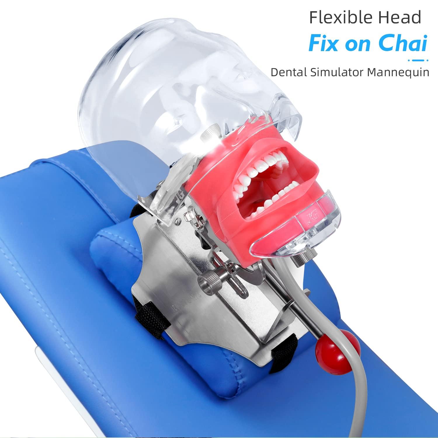 faruijie faruijie Dental Simulator Mannequin Head - with Typodont Teeth Model Dexter Phantom Head Training Manikin with Bench Mount Fixed on Chair for Dental Schools Education Practical Demonstration
